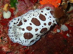Peltodoris atromaculata