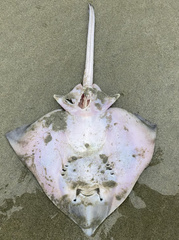 Beringraja binoculata