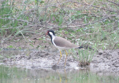 Vanellus indicus