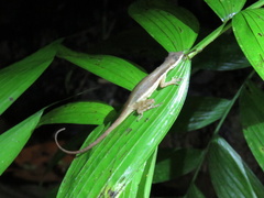 Anolis oxylophus