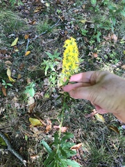 Solidago speciosa