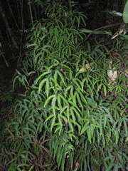 Gleichenella pectinata