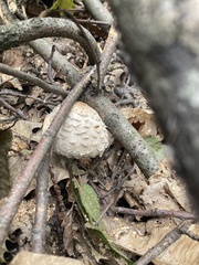 Chlorophyllum olivieri