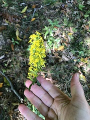Solidago speciosa