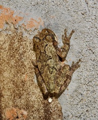 Hyla chrysoscelis