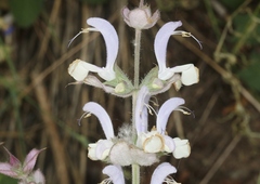 Salvia sclarea