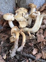 Lyophyllum decastes