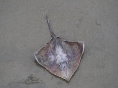 Beringraja binoculata