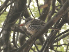Nystalus maculatus