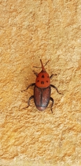 Rhynchophorus ferrugineus