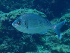 Spondyliosoma cantharus