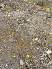 Deinandra fasciculata