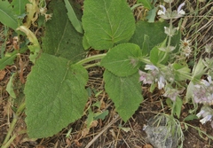 Salvia sclarea