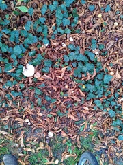 Agaricaceae