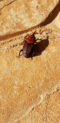 Rhynchophorus ferrugineus