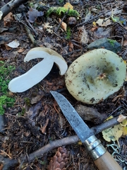Heterophyllidia
