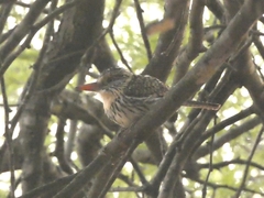 Nystalus maculatus