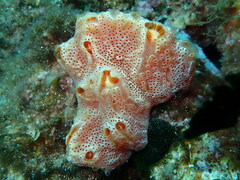 Aplidium elegans