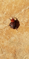 Rhynchophorus ferrugineus