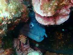 Muraena helena