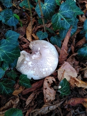 Agaricaceae