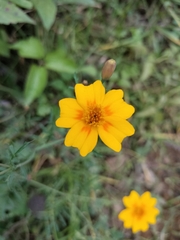 Tagetes tenuifolia