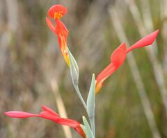 Gladiolus cunonius