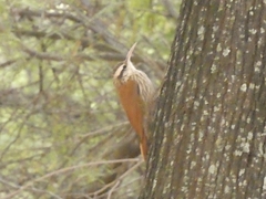 Lepidocolaptes angustirostris