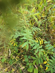 Agrimonia parviflora