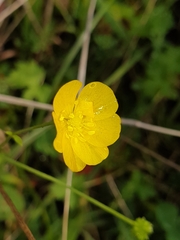 Ranunculus