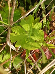Ranunculus