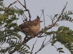 Coryphistera alaudina