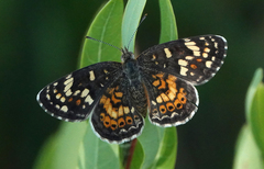 Phyciodes picta