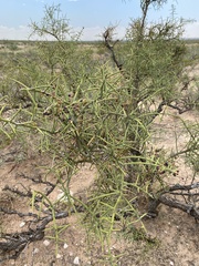 Koeberlinia spinosa
