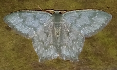 Chloropteryx