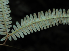 Gleichenella pectinata