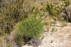 Euryops