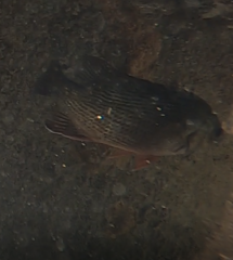 Lutjanus griseus