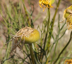 Euryops