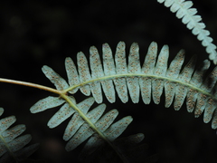 Gleichenella pectinata