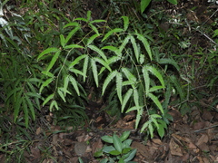 Gleichenella pectinata