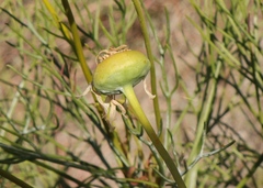 Euryops