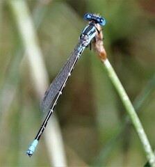 Argia alberta