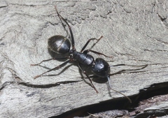 Camponotus
