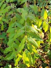 Rhus glabra