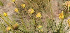 Euryops