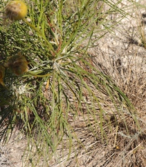 Euryops