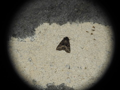 Oligia strigilis