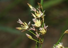 Juncus balticus