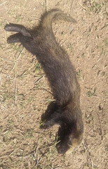 Galictis cuja
